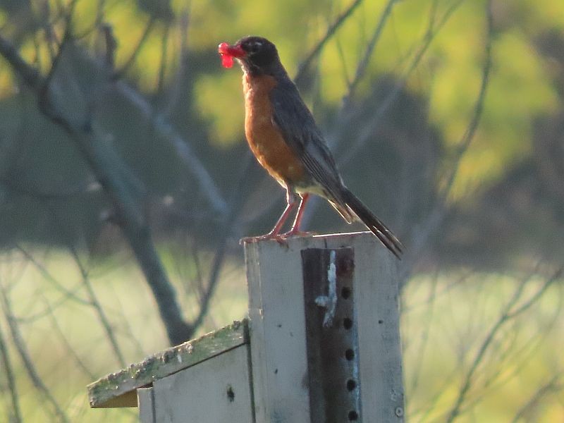 American Robin - Tracy The Birder