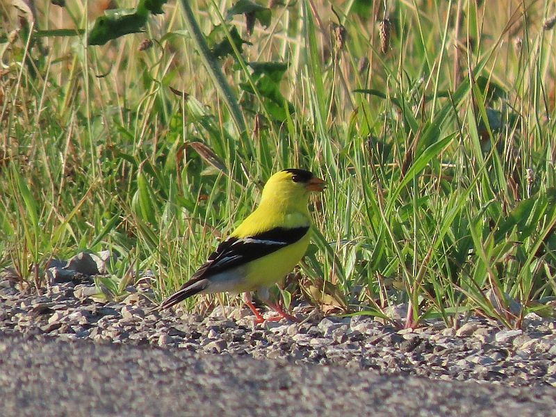 American Goldfinch - Tracy The Birder