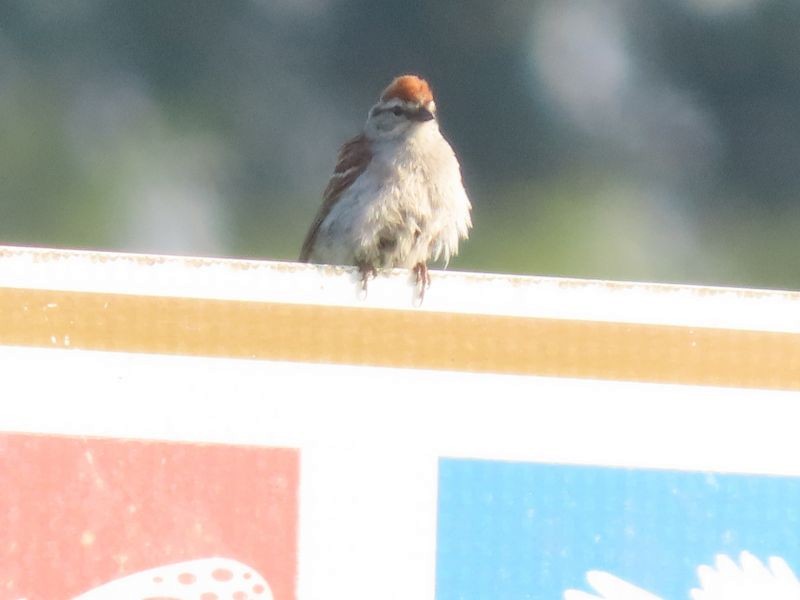 Chipping Sparrow - Tracy The Birder