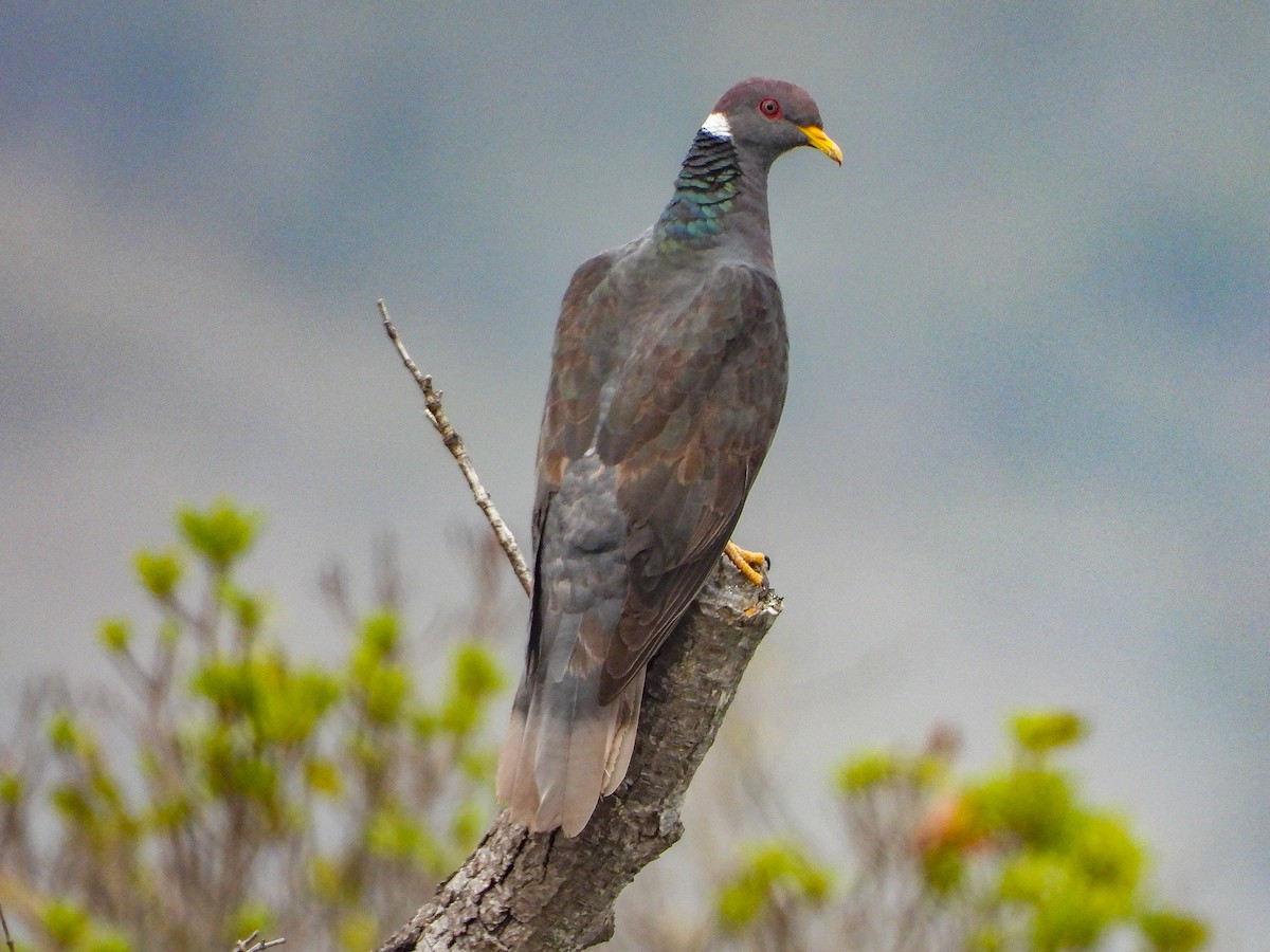 Band-tailed Pigeon - ML467040371