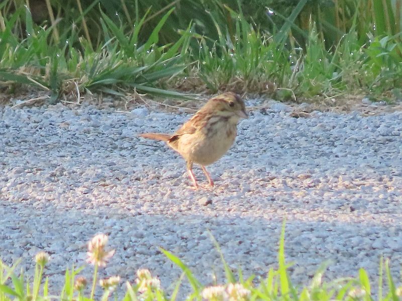 Savannah Sparrow - Tracy The Birder