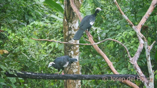 Blue-throated Piping-Guan - ML467040441