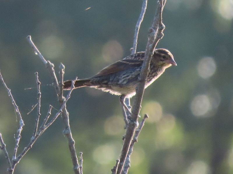 Red-winged Blackbird - Tracy The Birder