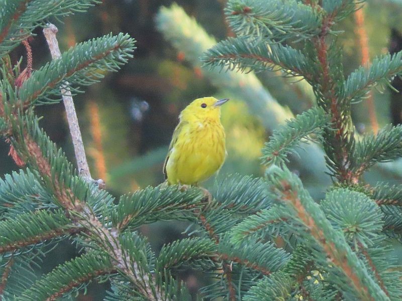 Yellow Warbler - Tracy The Birder