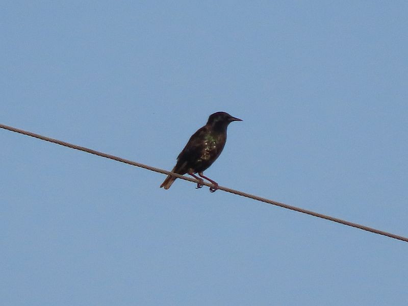 European Starling - Tracy The Birder