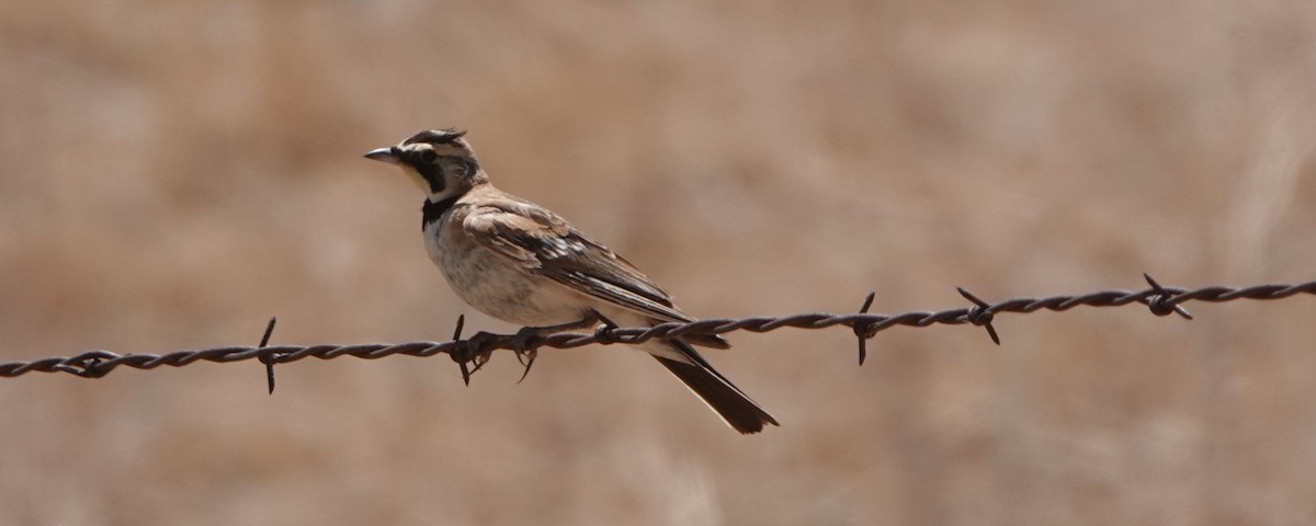 Horned Lark - ML467041061