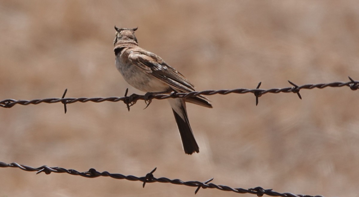 Horned Lark - Brad Rumble