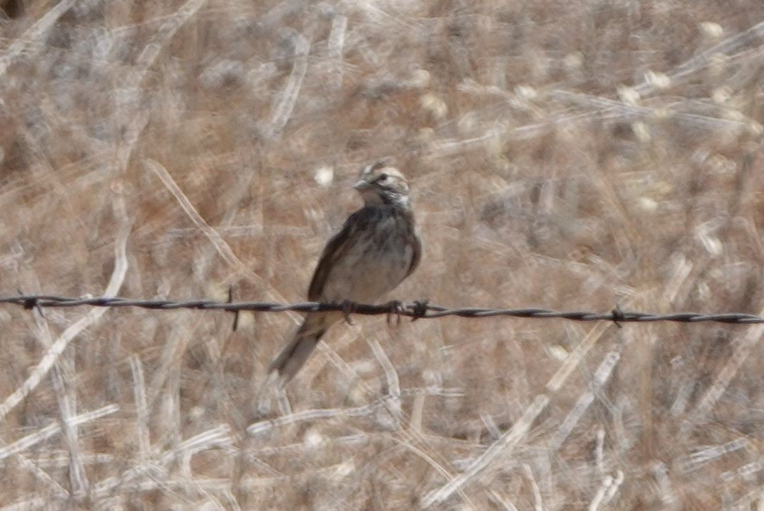 Bruant à joues marron - ML467041131