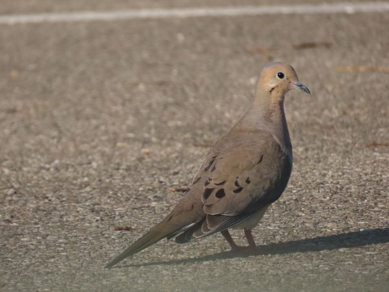 Mourning Dove - Tracy The Birder