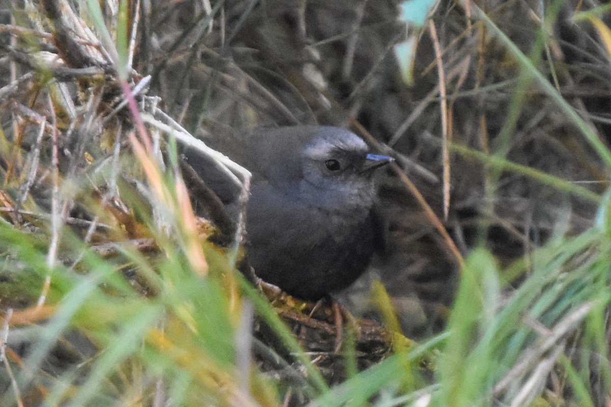 Diademed Tapaculo - ML467041241