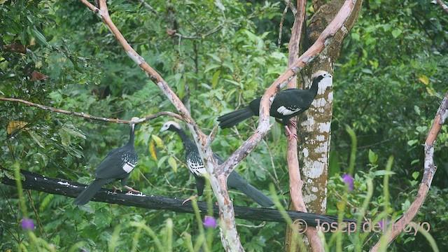 Blue-throated Piping-Guan - ML467041661
