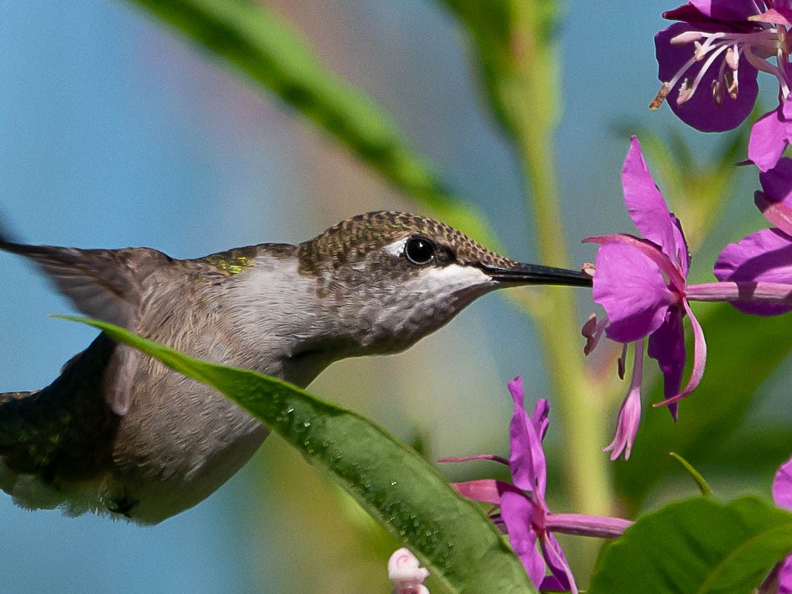 Ruby-throated Hummingbird - ML467042171