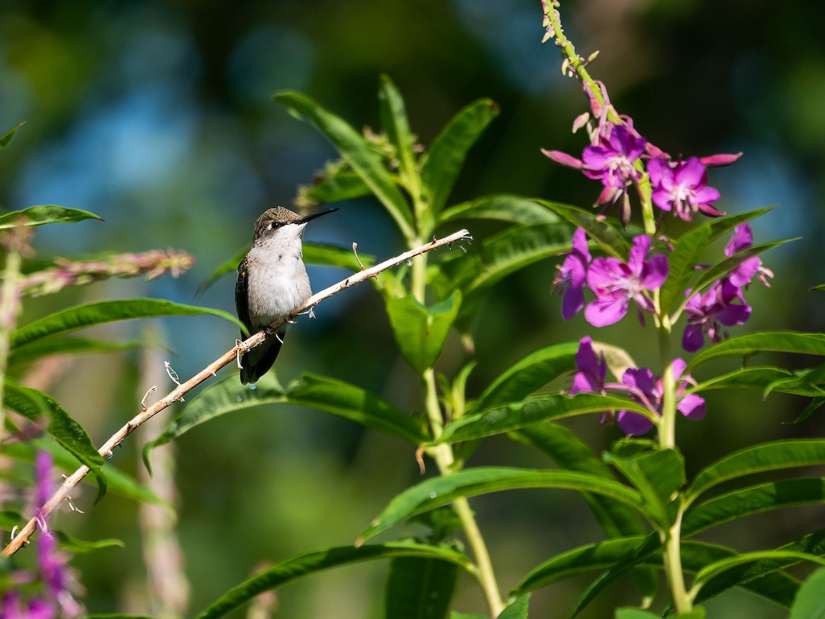 Ruby-throated Hummingbird - ML467042181