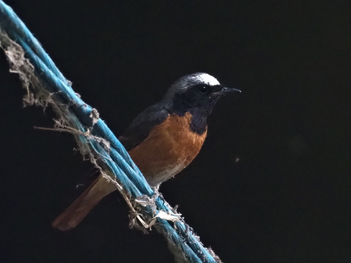 Common Redstart - Rafael Hermosilla Ortega