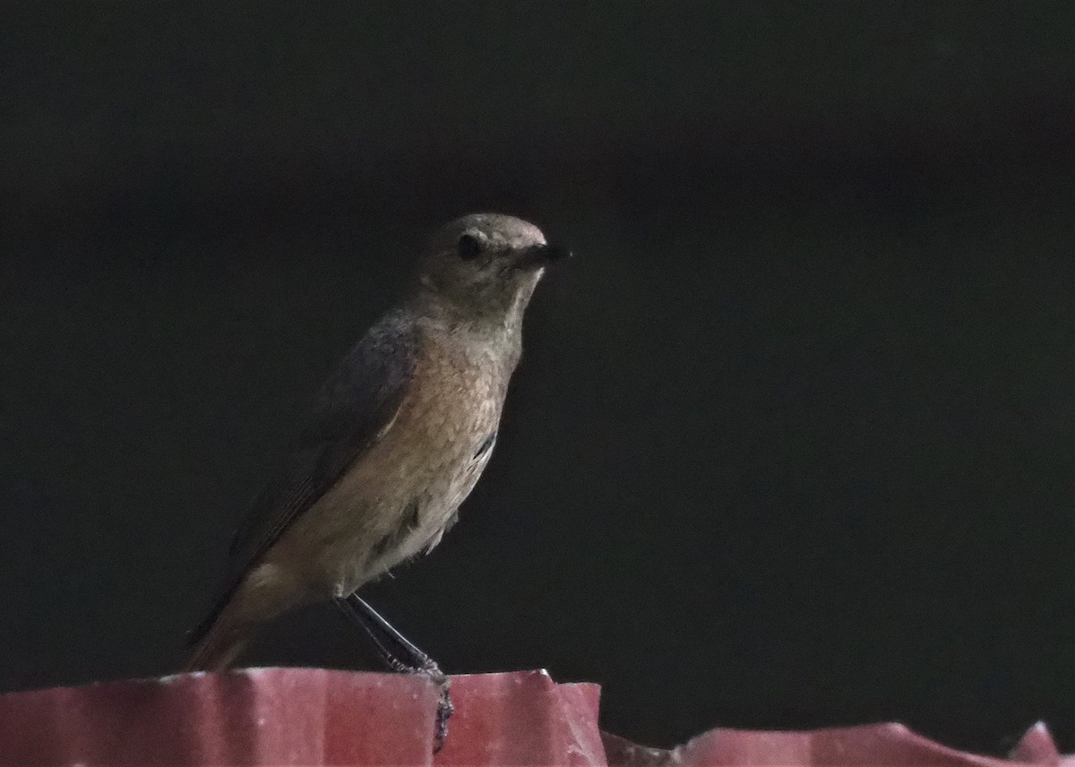 Common Redstart - ML467042581