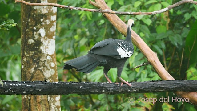 Blue-throated Piping-Guan - ML467042601
