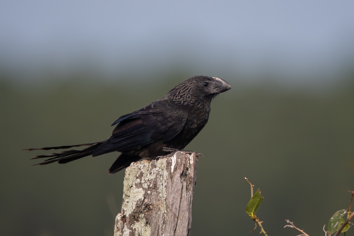 Smooth-billed Ani - ML467042751