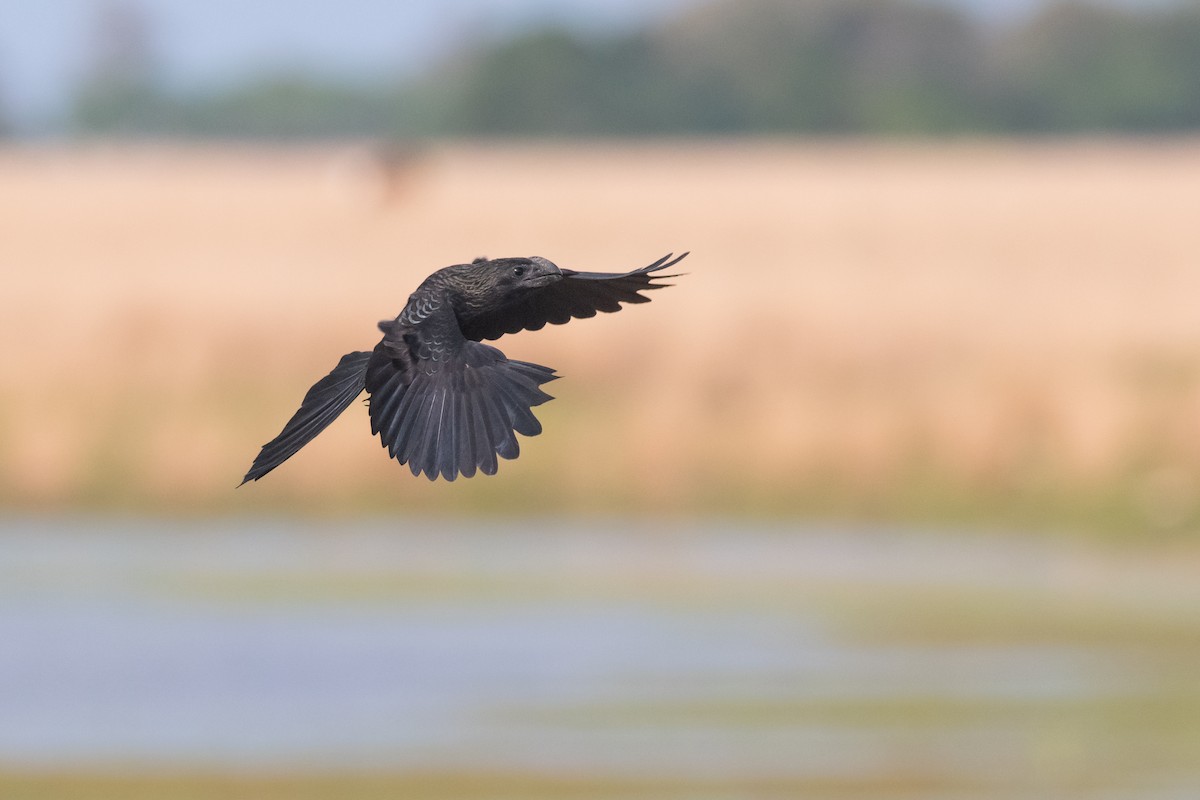 Smooth-billed Ani - Pablo Re