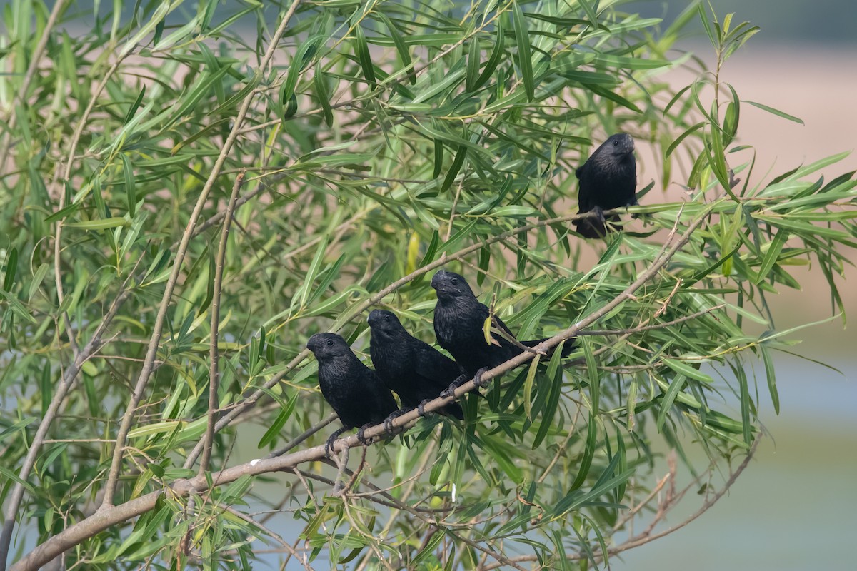 Smooth-billed Ani - ML467042771