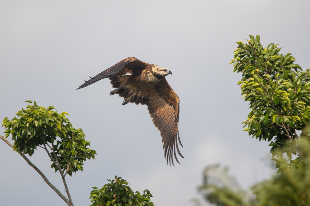 Black-collared Hawk - ML467042981