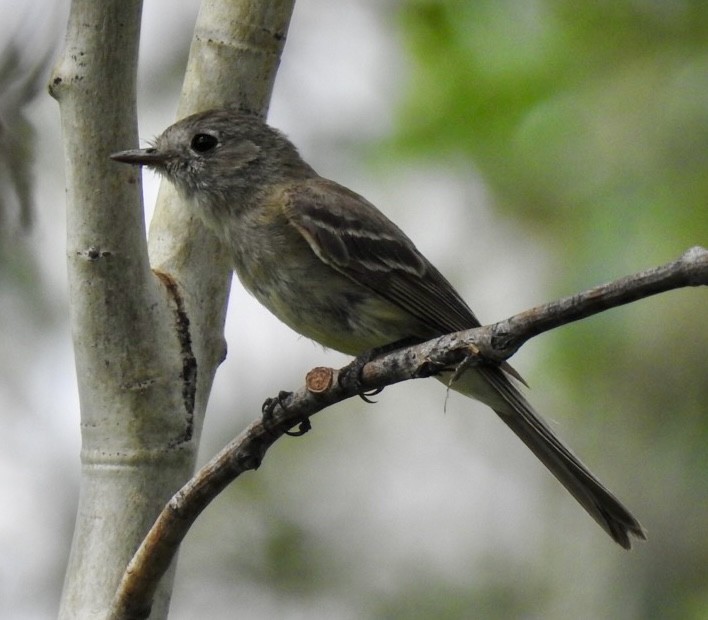 Empidonax, unbestimmt - ML467043841