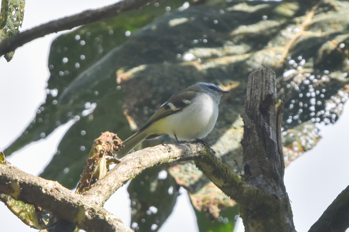 Tyranneau à sourcils blancs - ML467044151