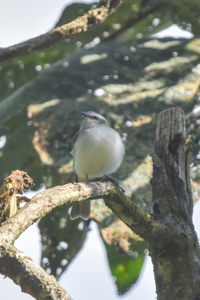 Tyranneau à sourcils blancs - ML467044241