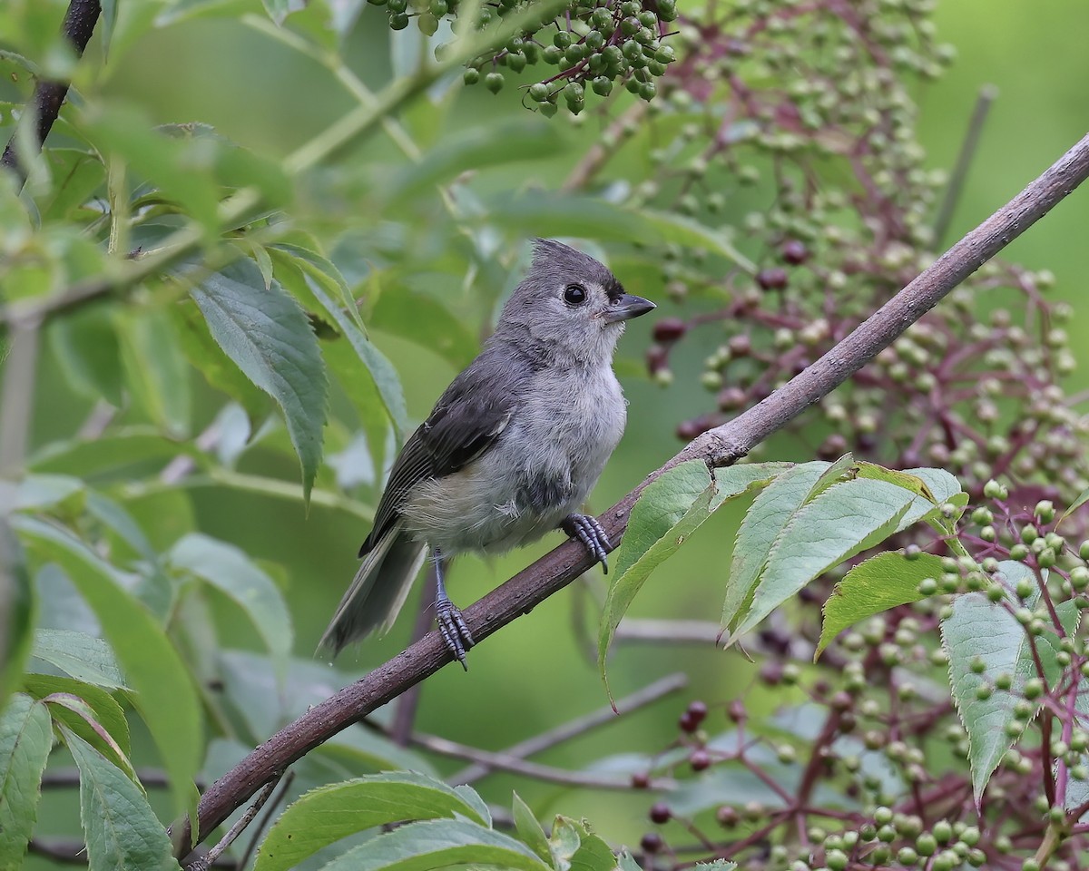 Tufted Titmouse - Debbie Kosater