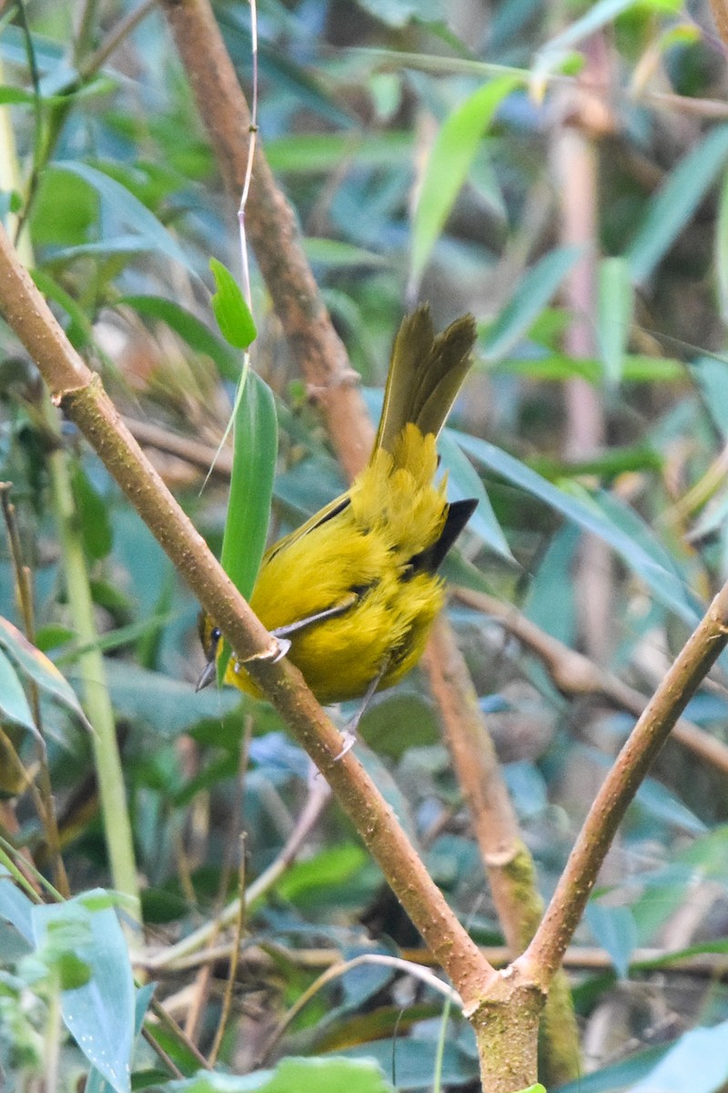 キノドモリフウキンチョウ - ML467044781