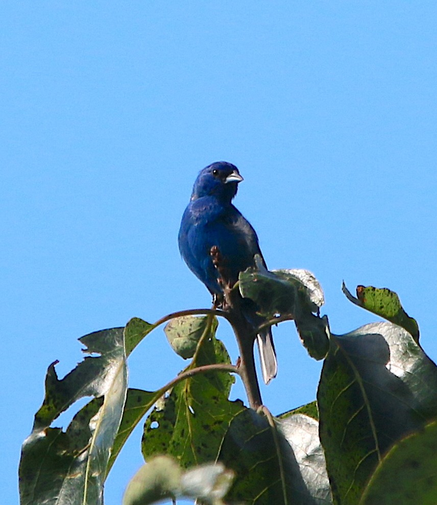 Indigo Bunting - ML467045961