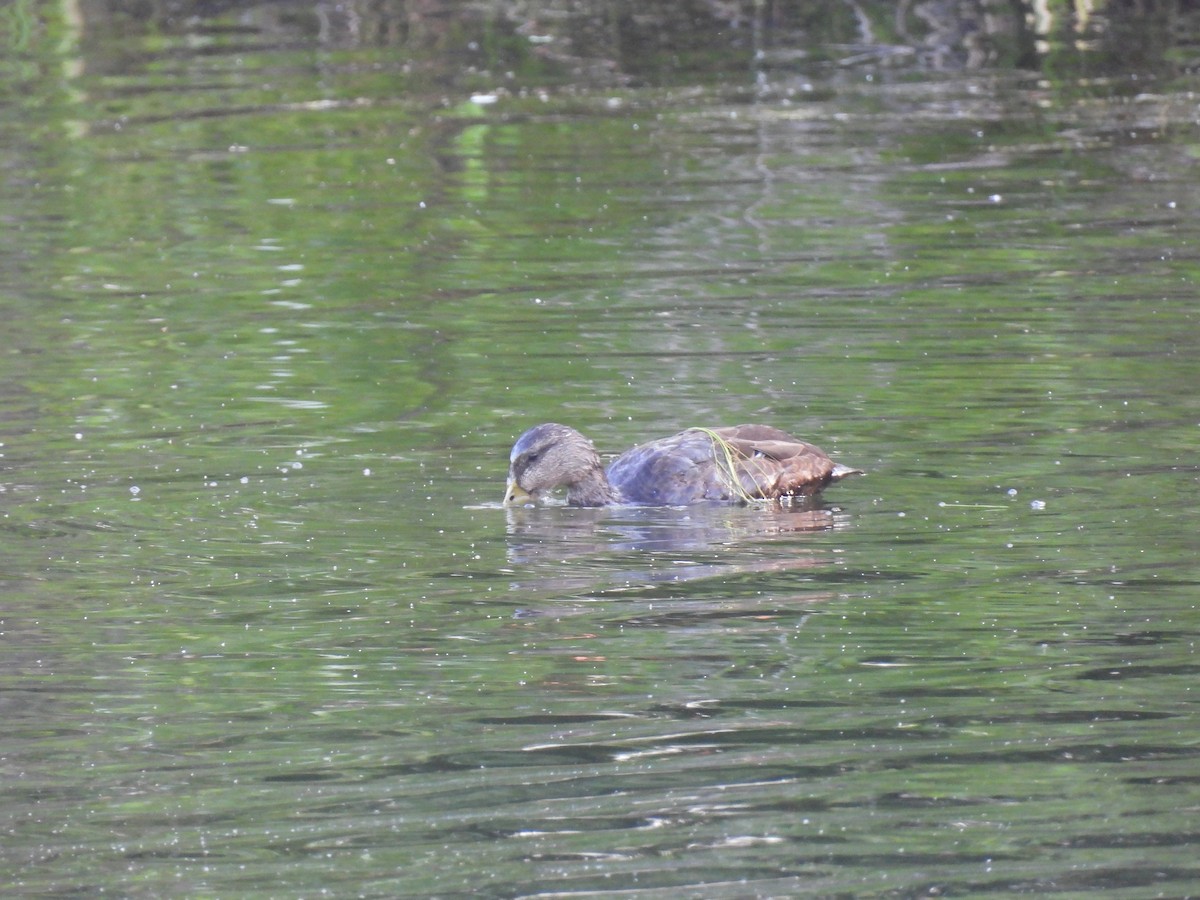 American Black Duck - Philippe Jobin