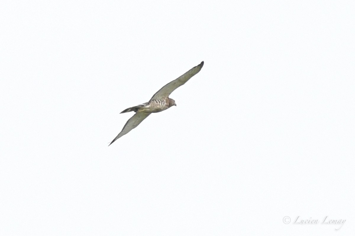 Broad-winged Hawk - Lucien Lemay