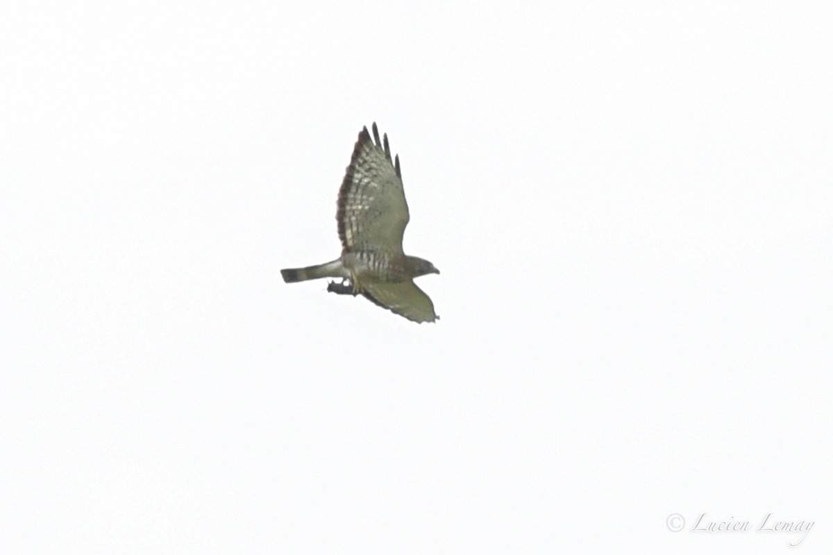 Broad-winged Hawk - ML467049201