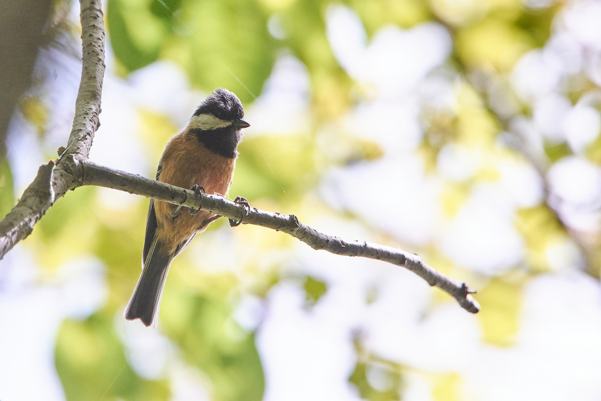 Pere David's Tit - ML467049251