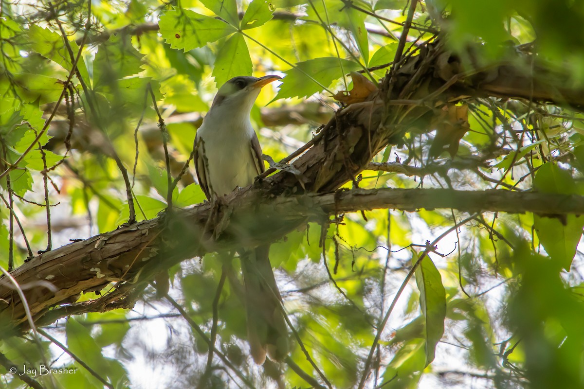 Yellow-billed Cuckoo - ML467049671