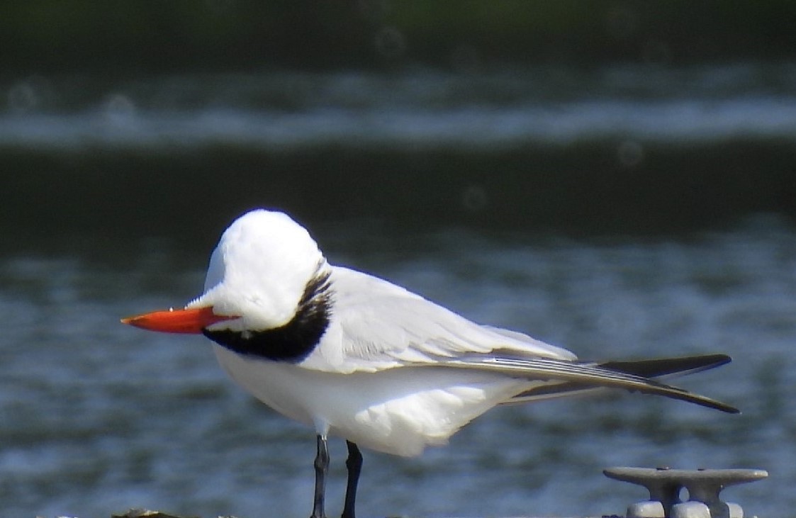 Caspian Tern - ML467049991