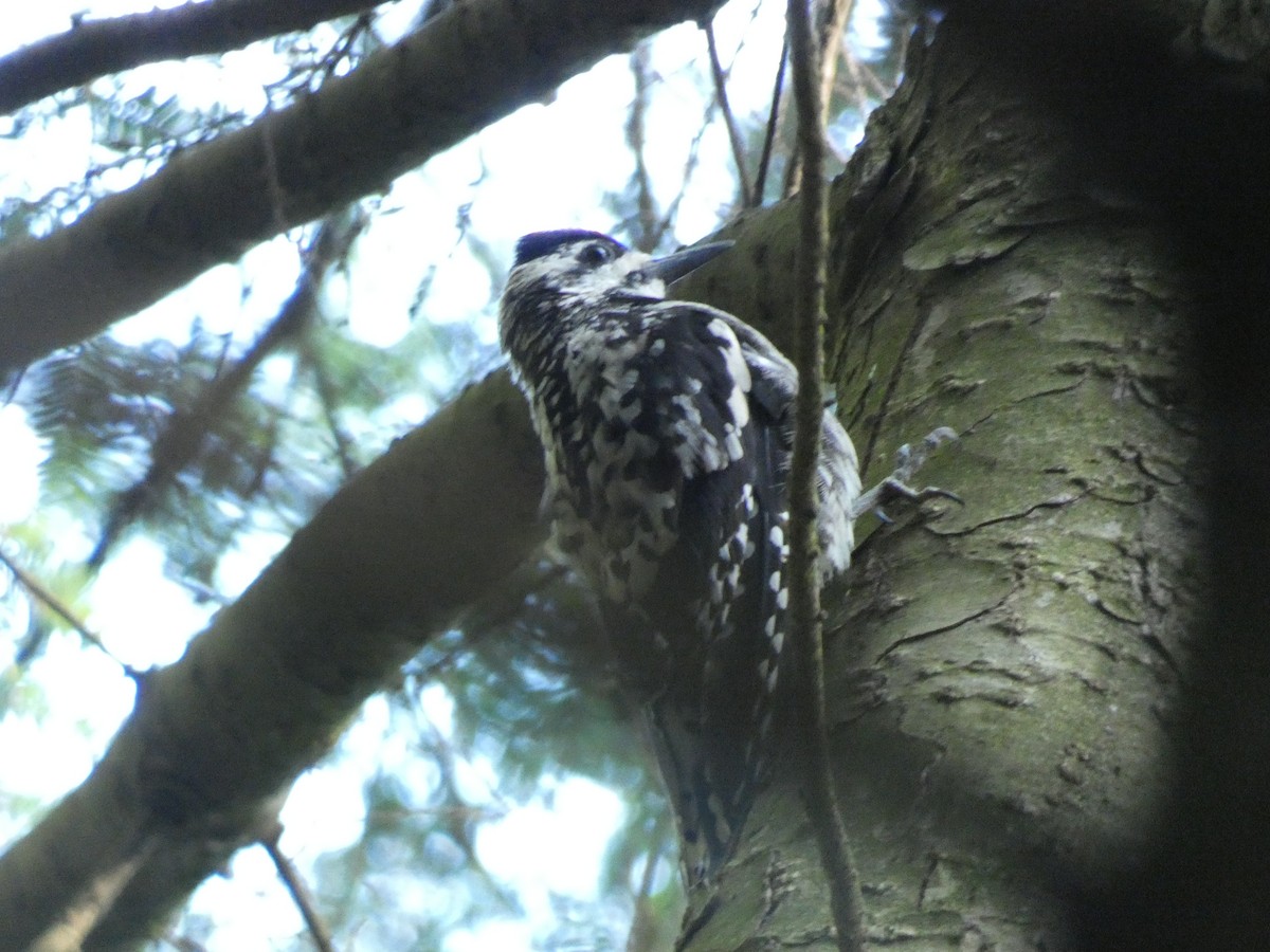 Yellow-bellied Sapsucker - ML467050911