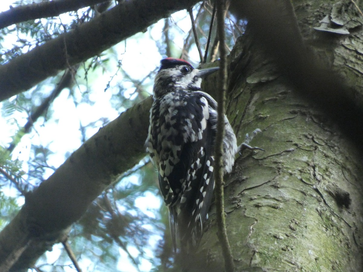 Yellow-bellied Sapsucker - ML467050941