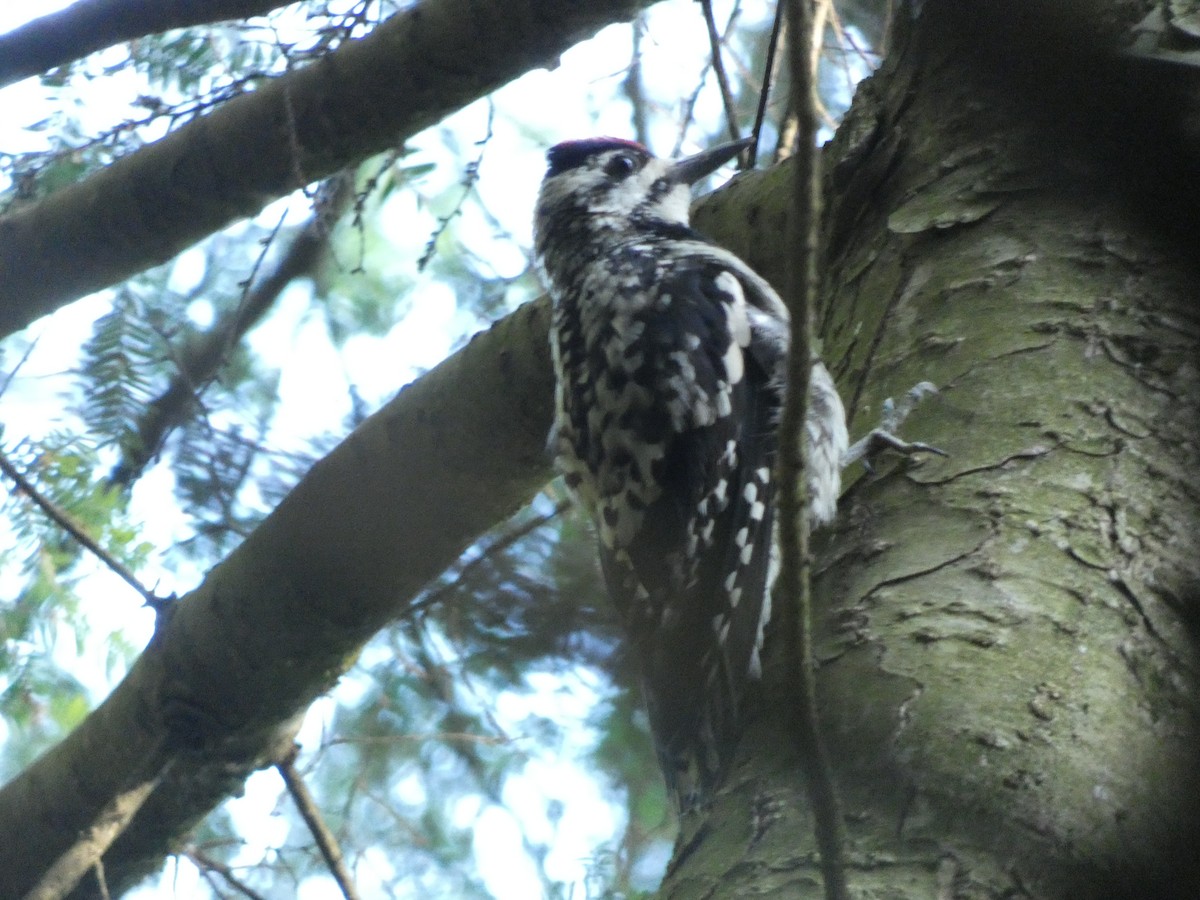 Yellow-bellied Sapsucker - ML467050981