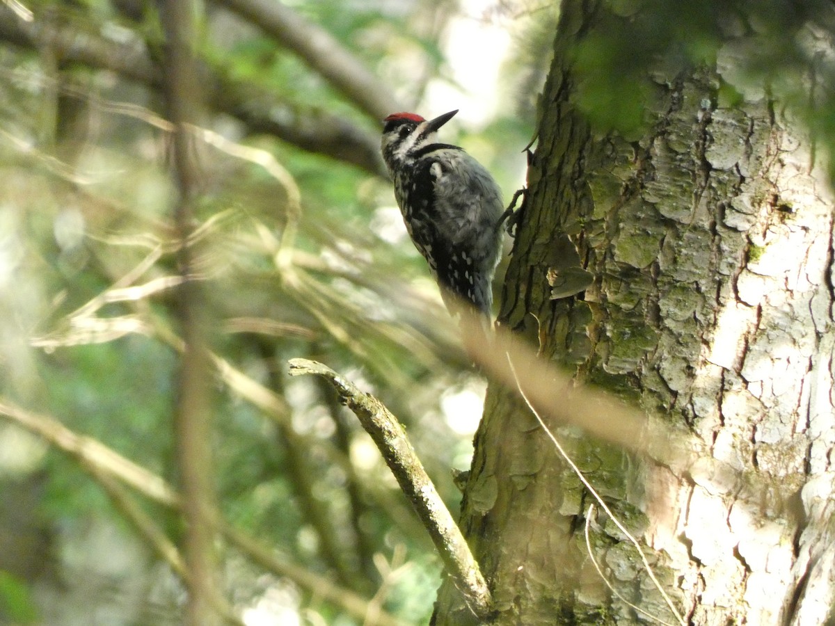 Yellow-bellied Sapsucker - ML467051021