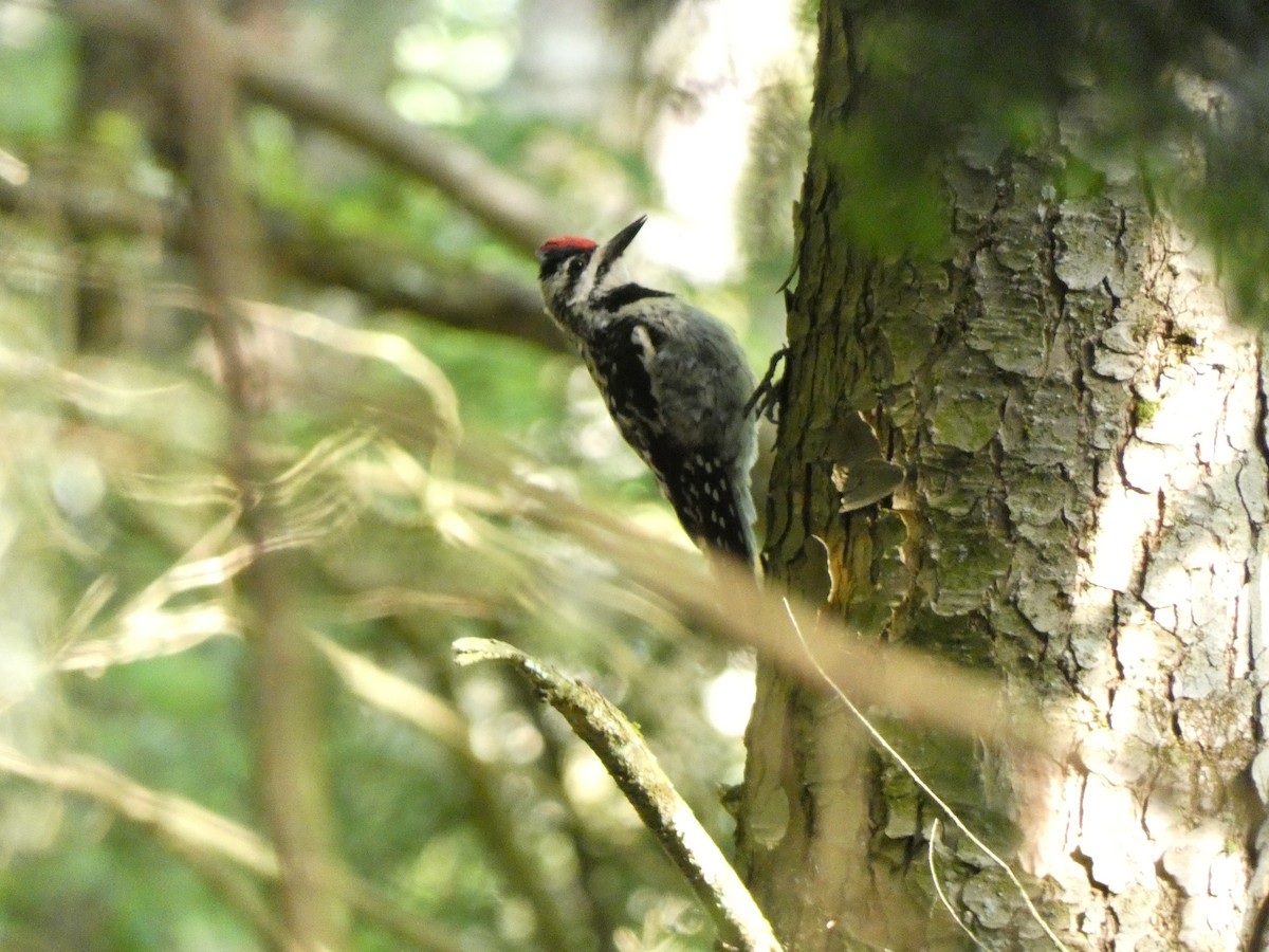 Yellow-bellied Sapsucker - ML467051041