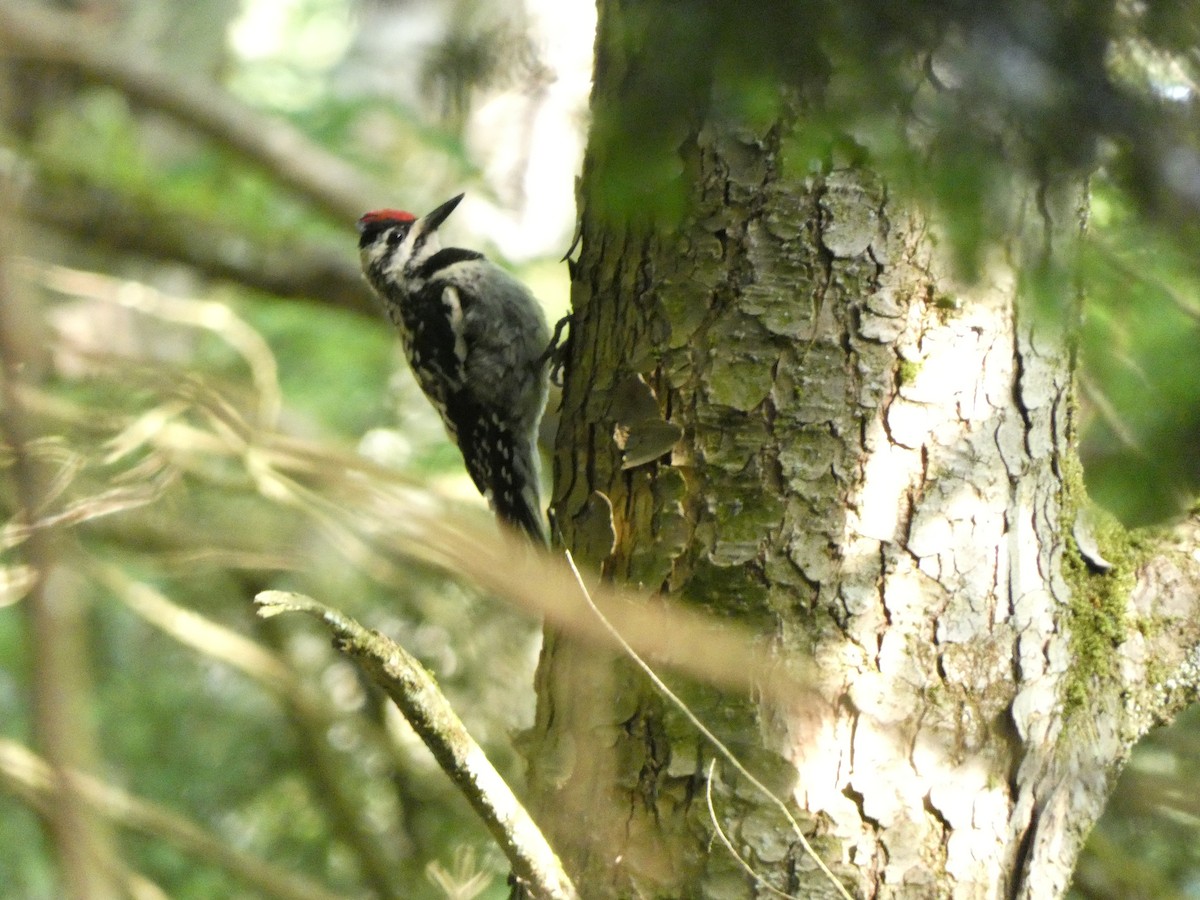 Yellow-bellied Sapsucker - ML467051051