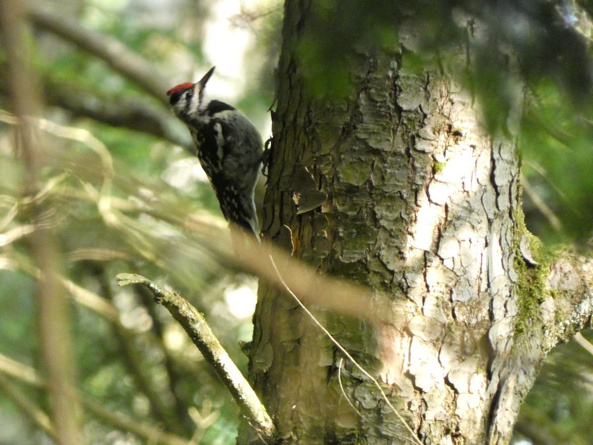 Yellow-bellied Sapsucker - ML467051061