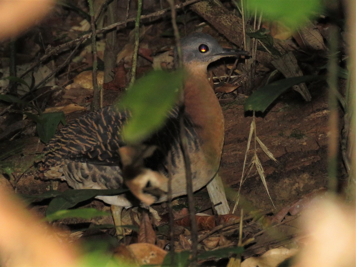 Variegated Tinamou - ML467051151