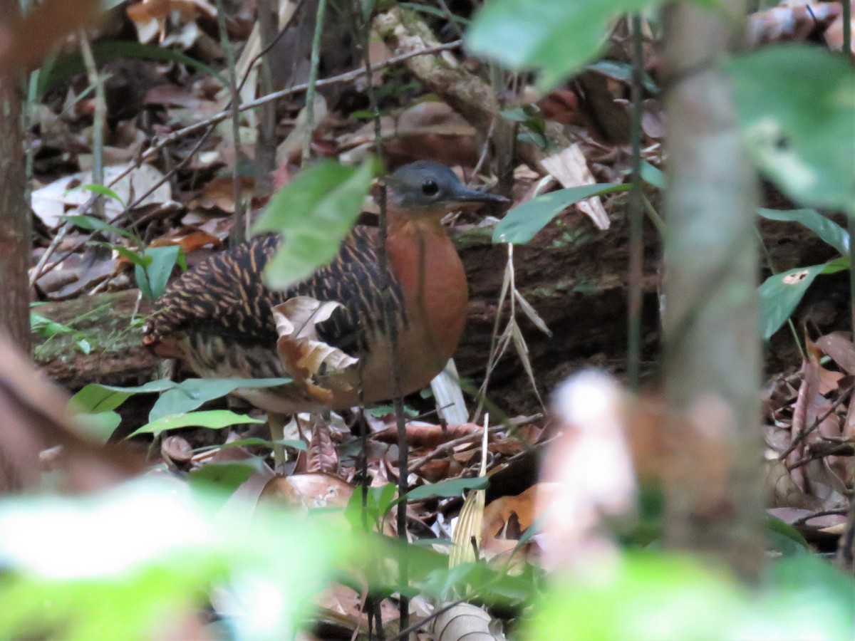 Variegated Tinamou - ML467051191