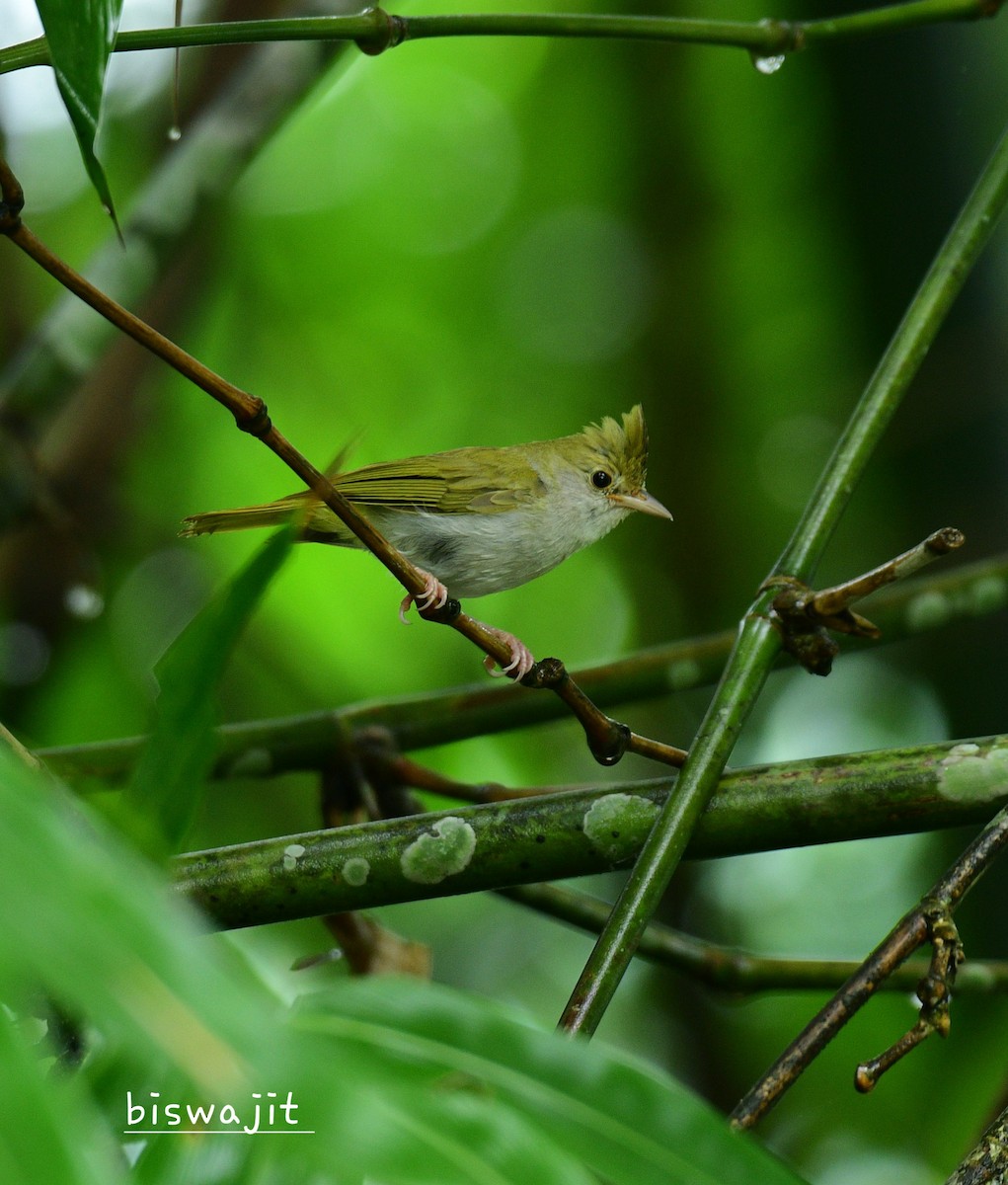 White-bellied Erpornis - ML467051601