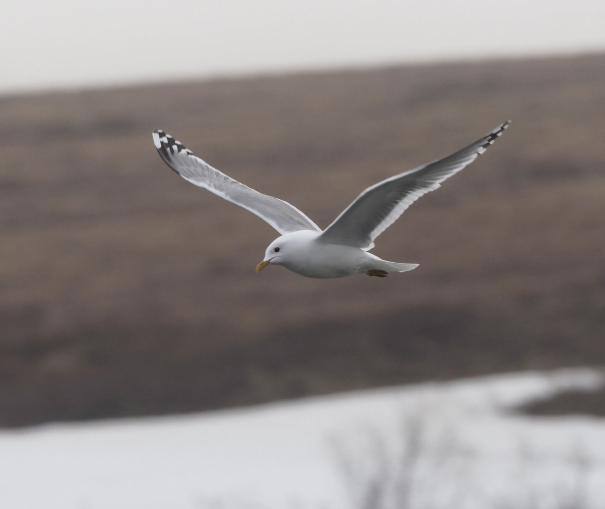Short-billed Gull - ML467053191