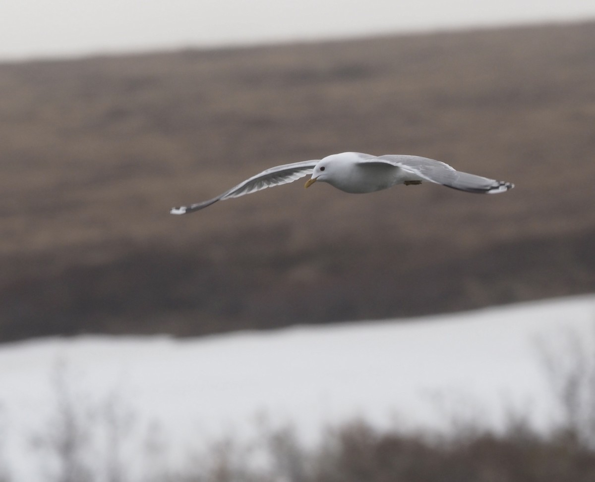 Short-billed Gull - ML467053211