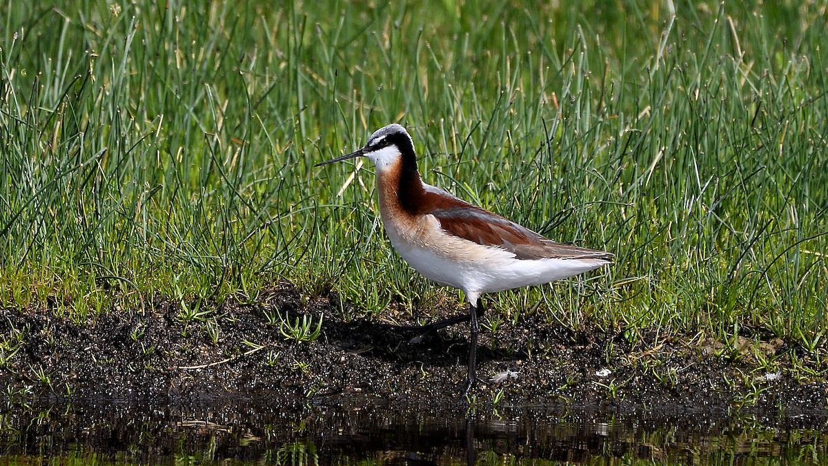 Wilson's Phalarope - Steve Butterworth