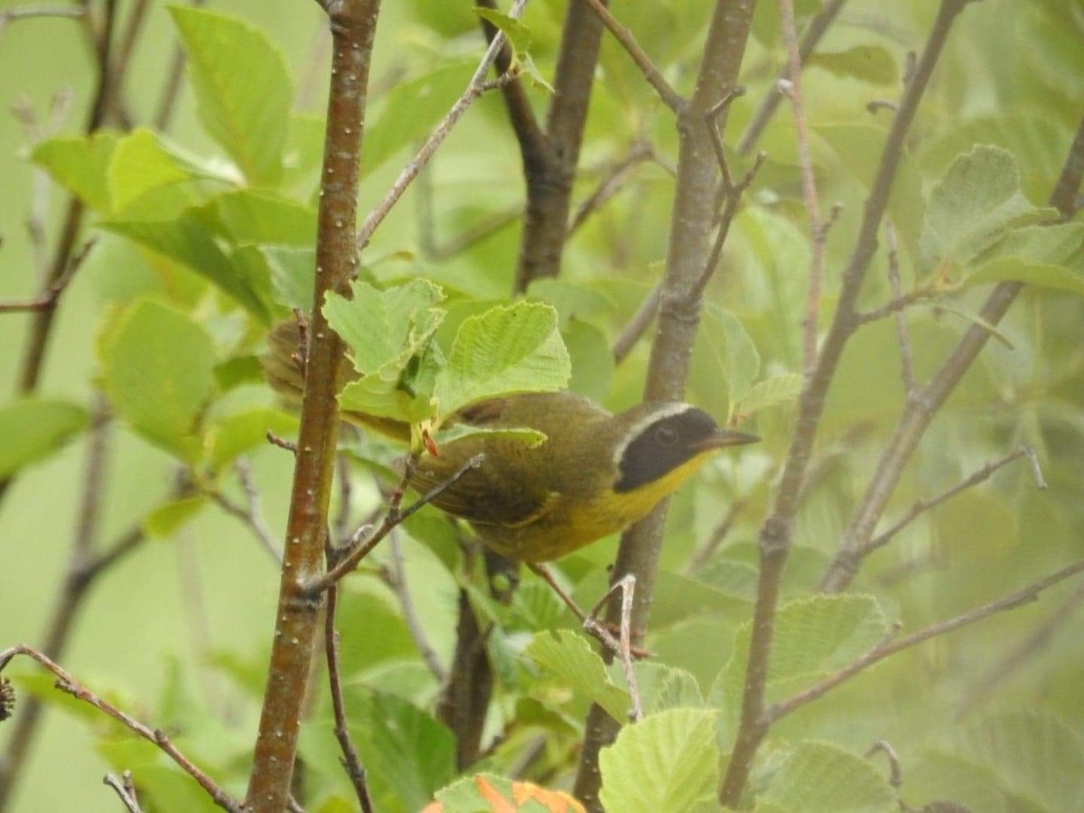 Common Yellowthroat - ML467055751